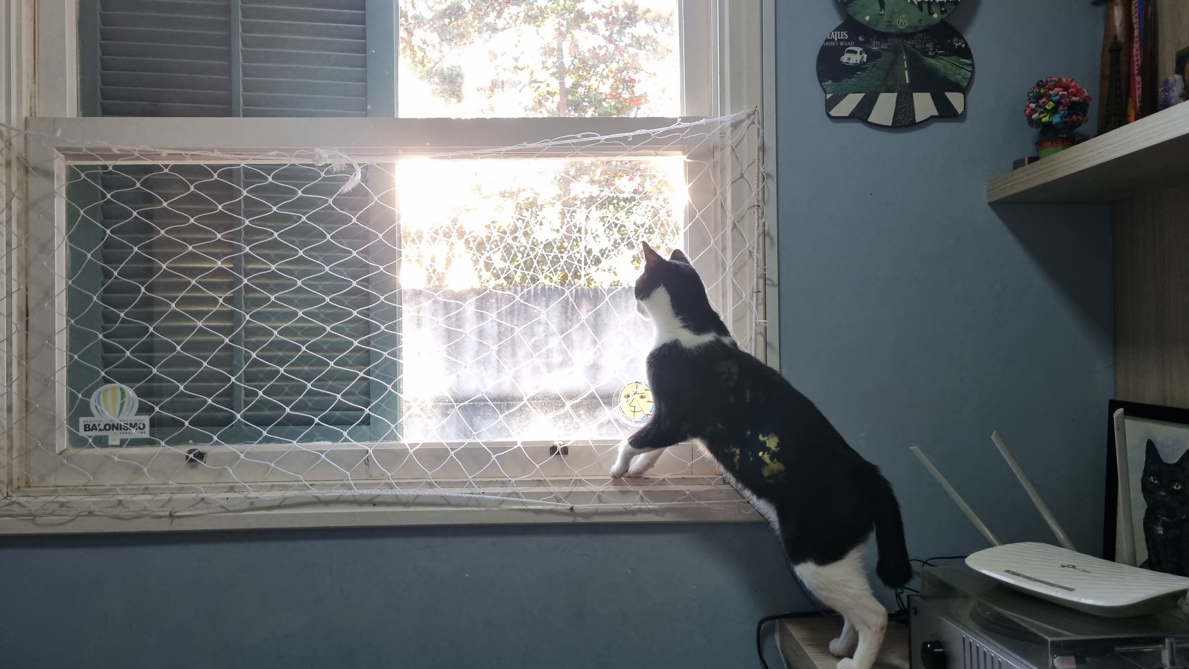 Transformando Gatos de Rua em Companheiros: A Jornada do Bebê e do John