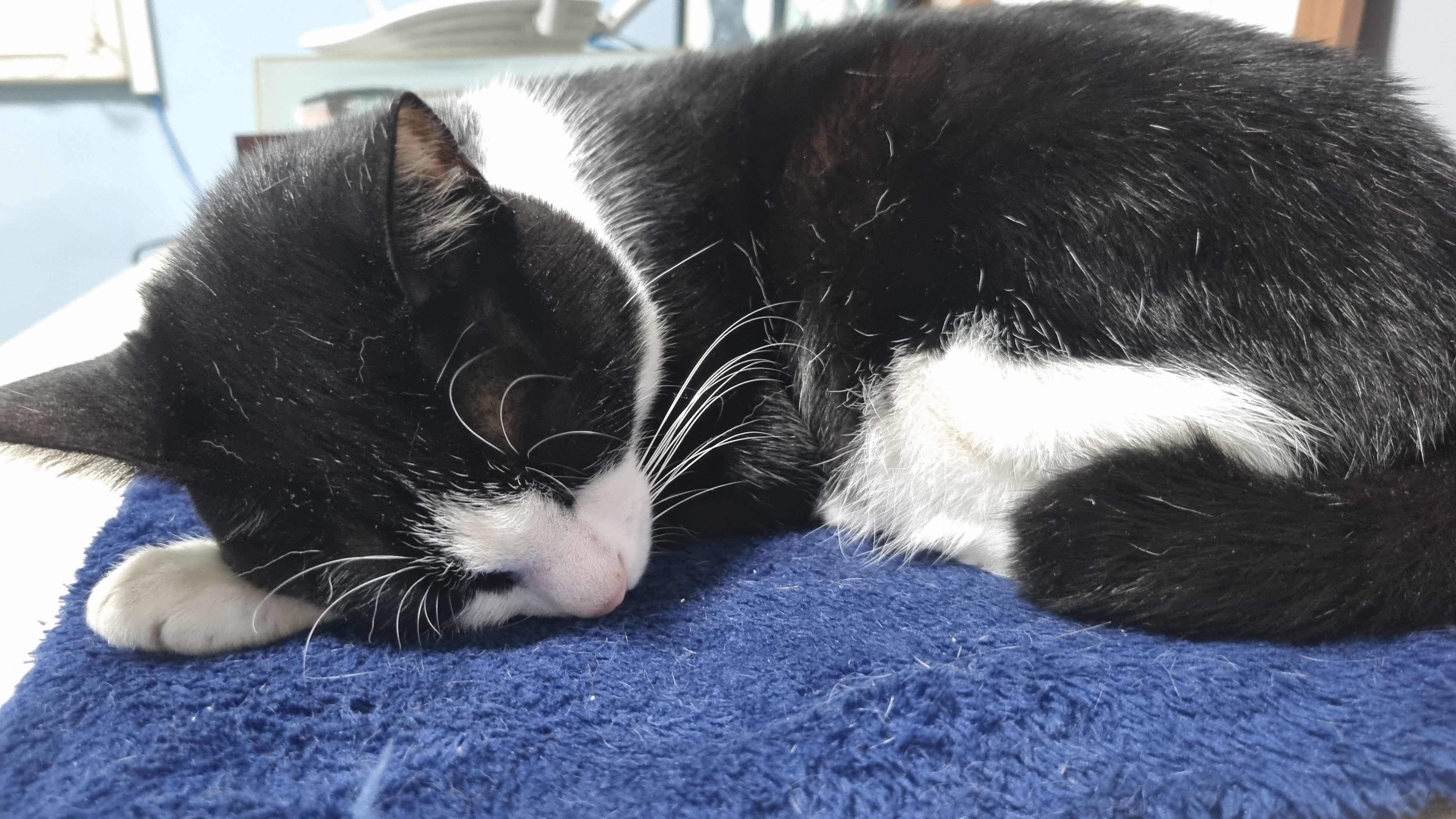 O Sono do Gatinho: Como Proporcionar um Ambiente Tranquilo para Nossos Felinos