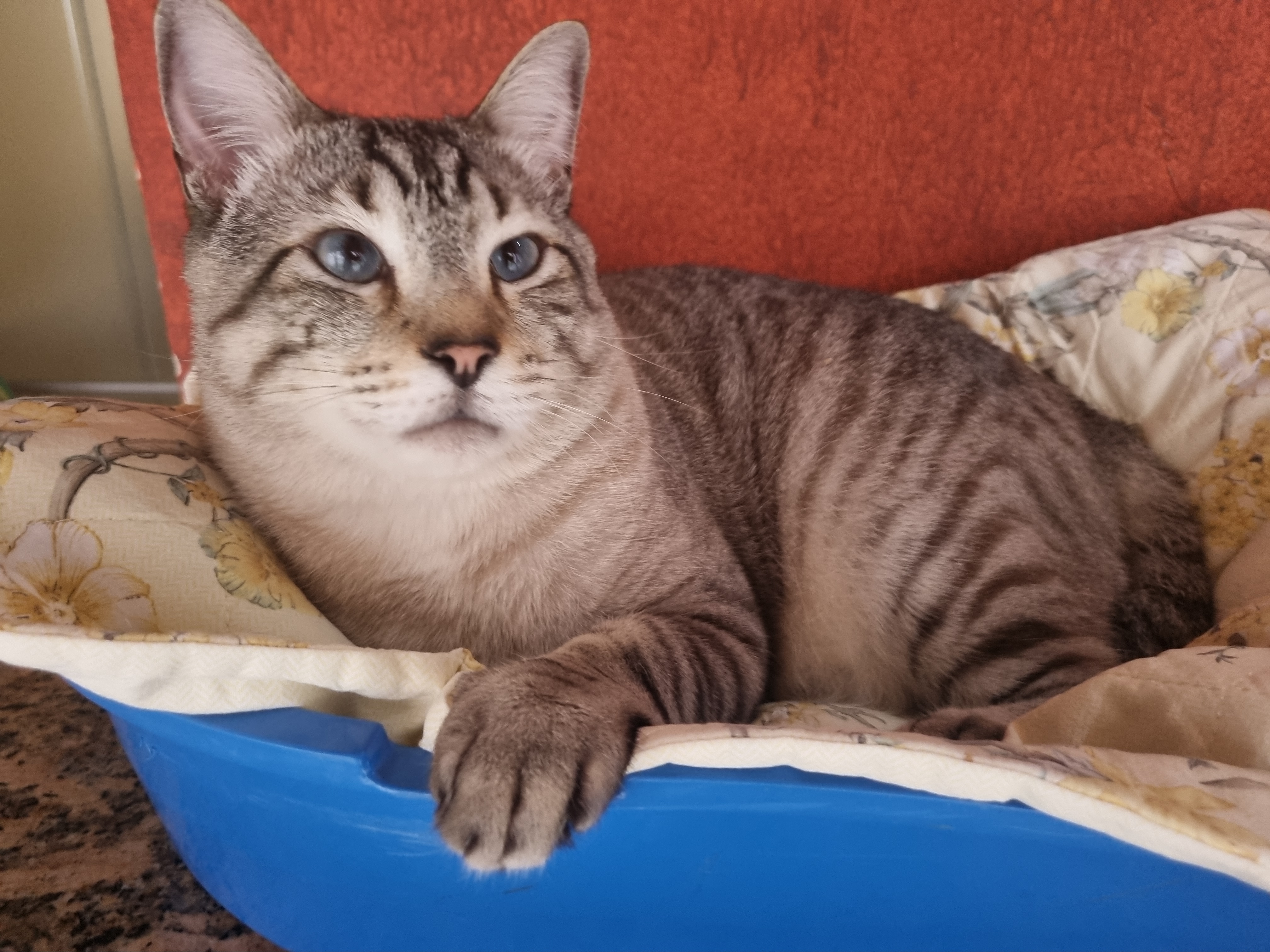 Como Proteger Seu Gato do Calor: Dicas Práticas para o Bem-Estar Felino