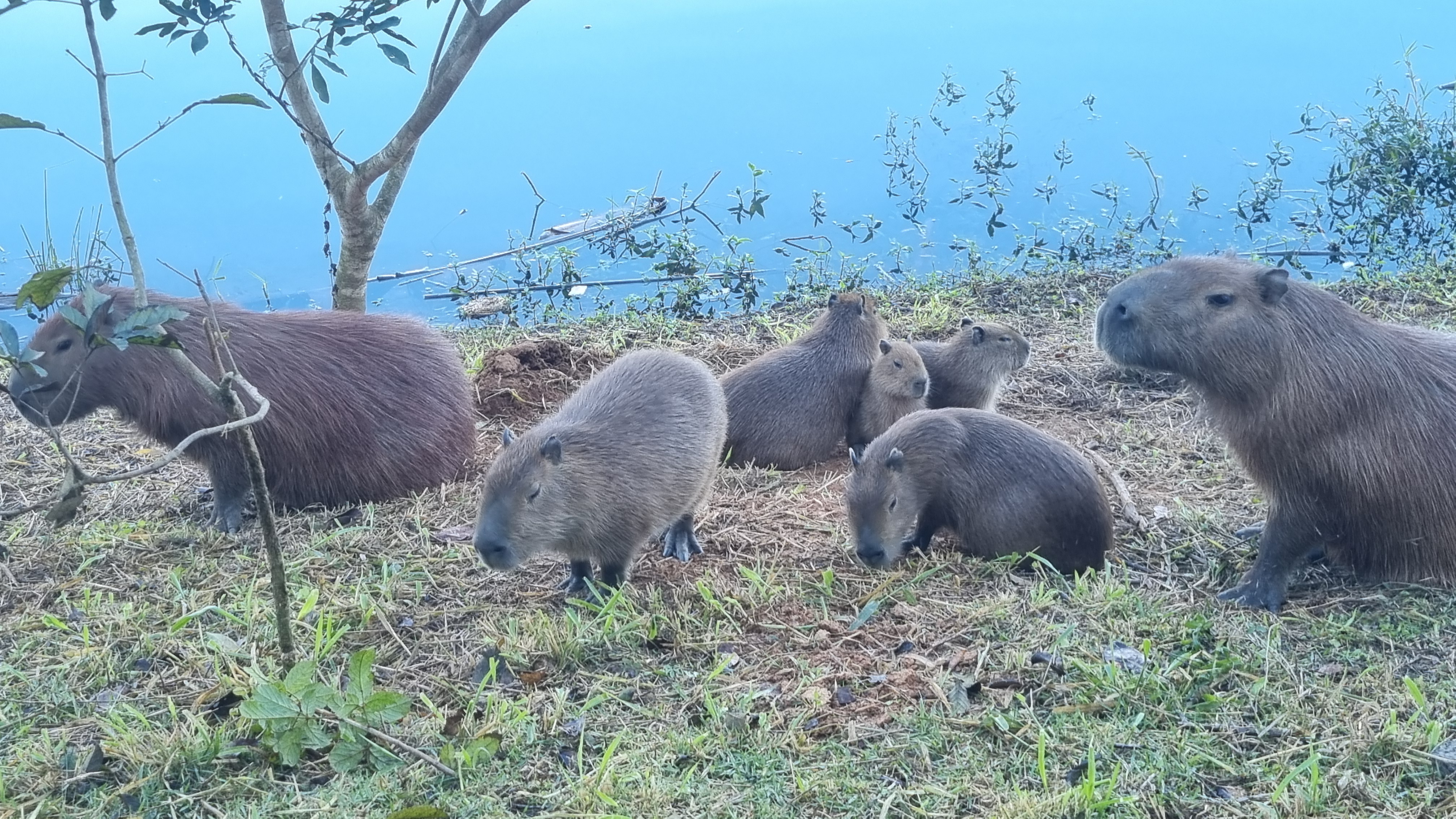Curiosidades sobre a Capivara: O Habitante dos Parques de Louveira